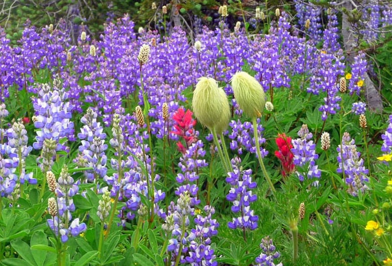 Lush meadows filled with white and purple wildflowers with the snow-capped peak of Mount Rainier behind.