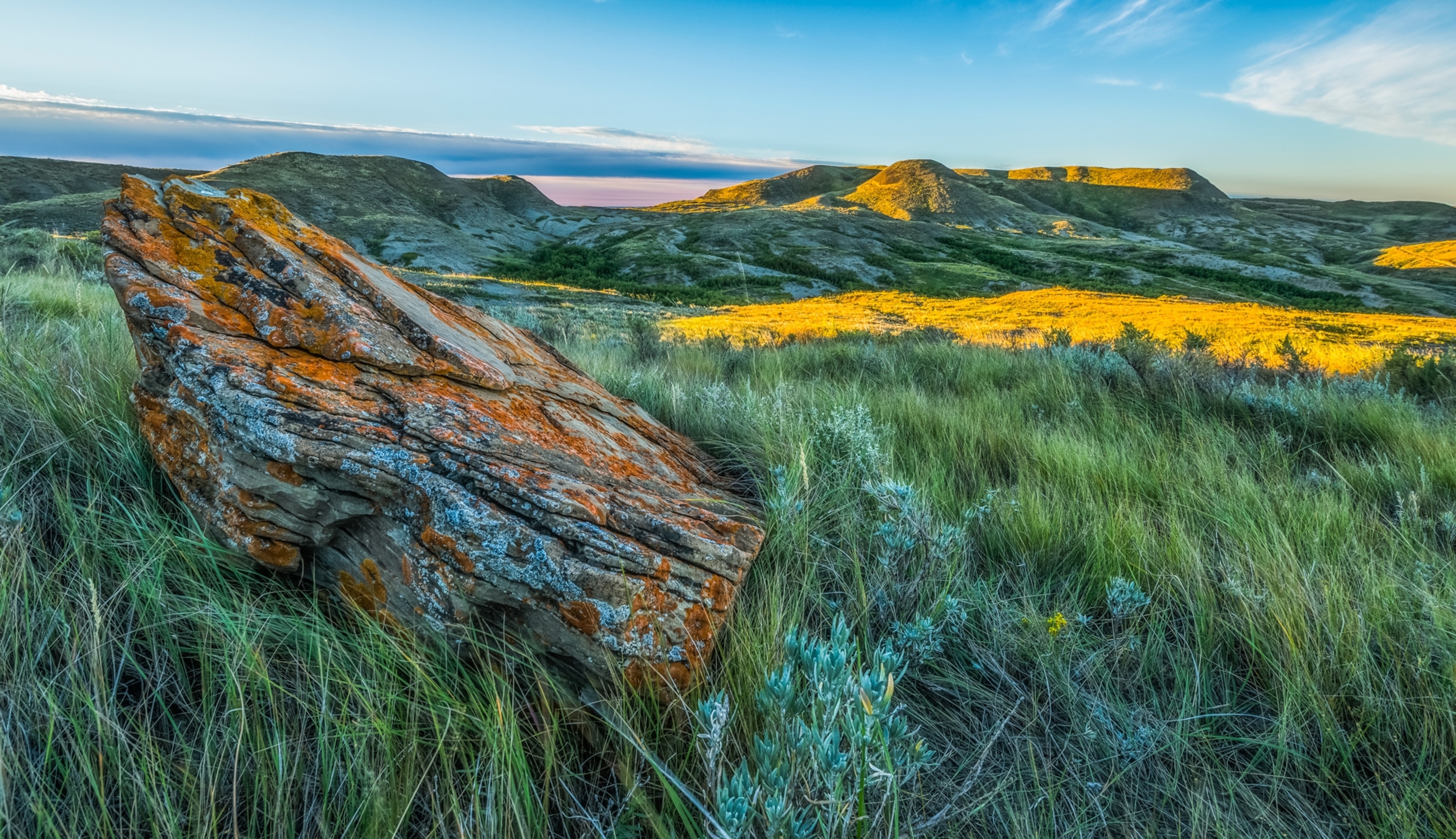 A wide prairie landscape in Saskatchewan with wildflowers and a warm sunset glow.