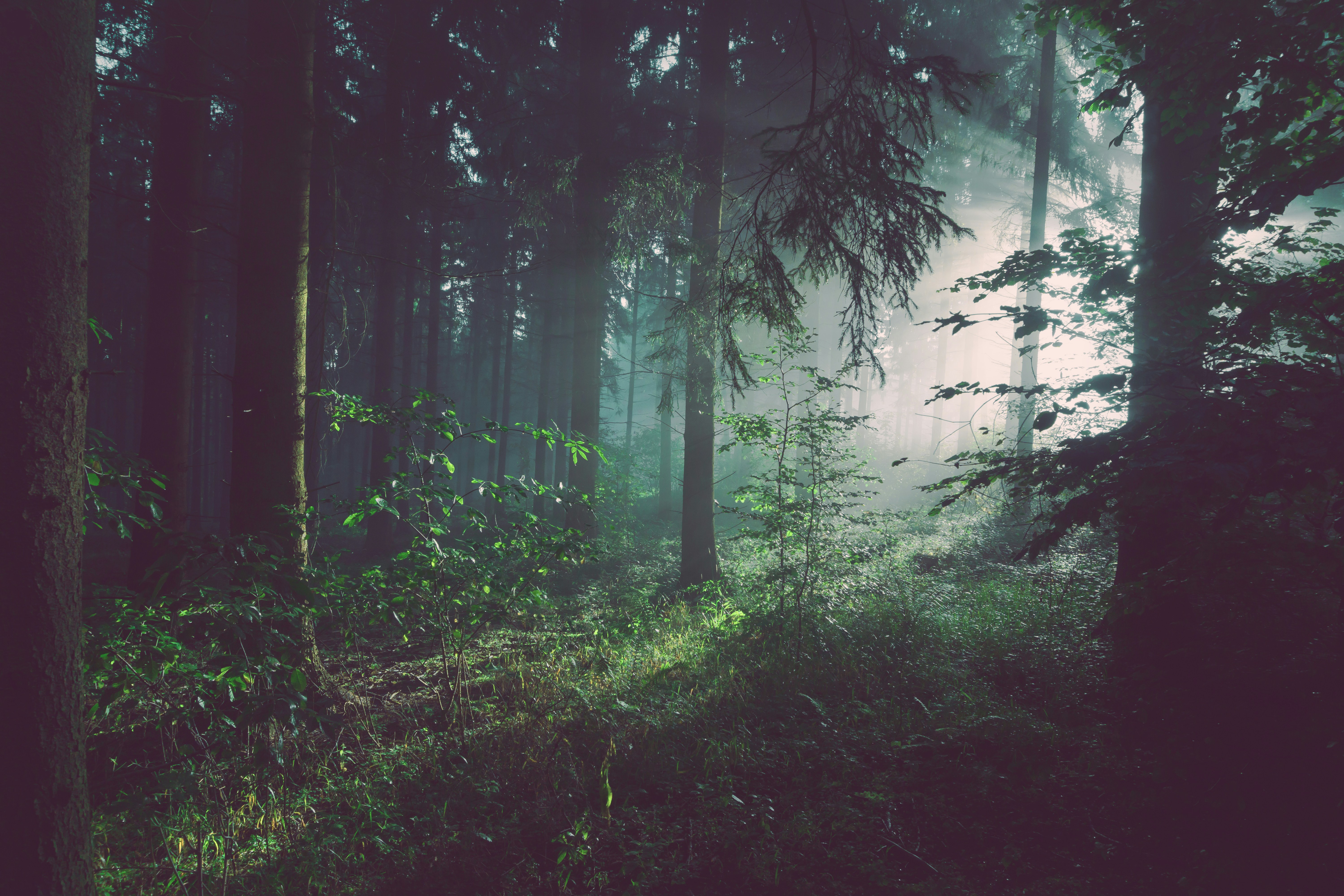 Massive coastal redwood trees surrounded by morning mist in Muir Woods.