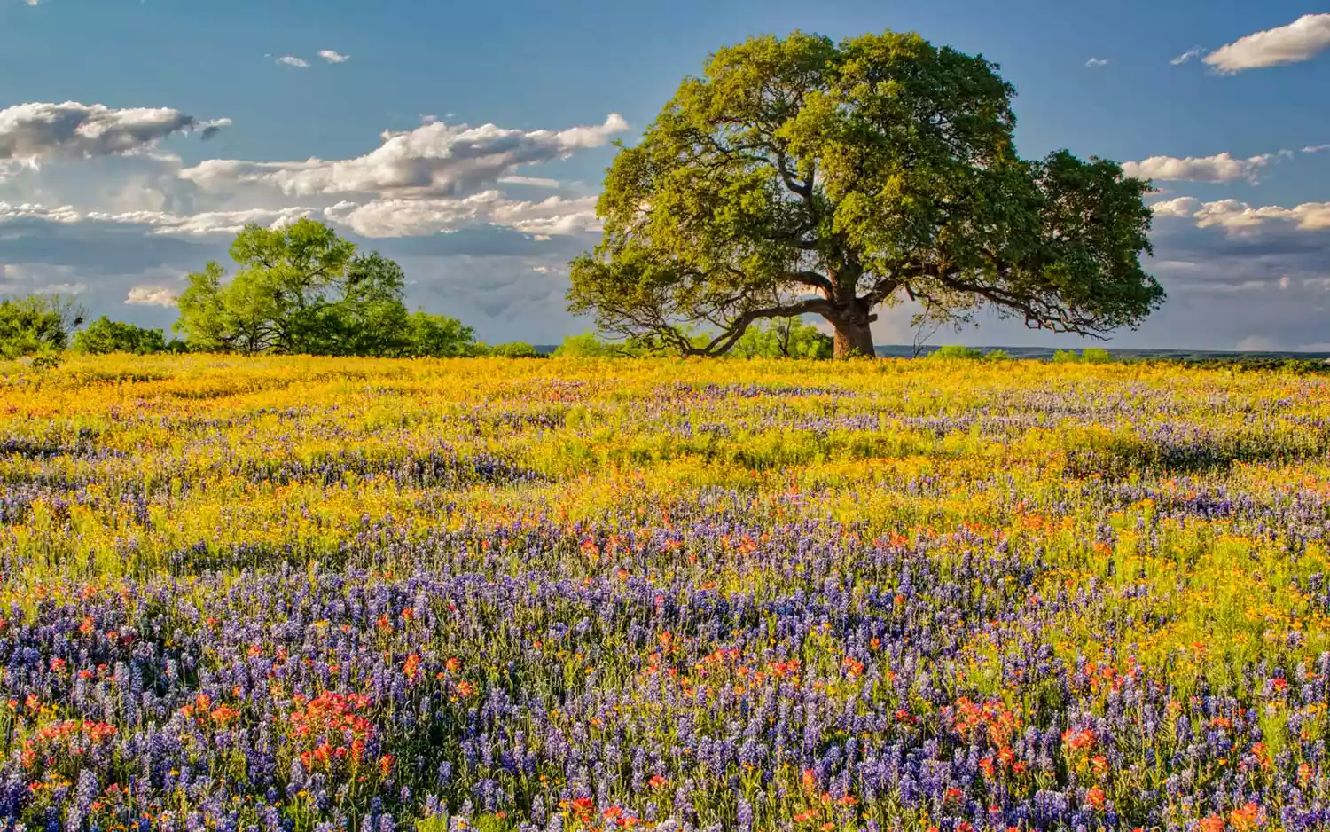 A vibrant mix of blue bluebonnets and red Indian paintbrush flowers in a Texas field.