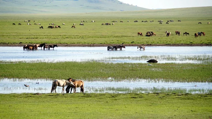 A herd of Mongolian horses running across the vast green steppe under a cloudy sky.