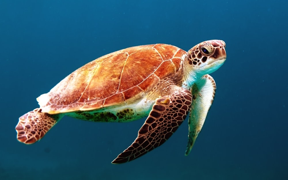 A sea turtle swimming gracefully through a healthy coral reef environment.