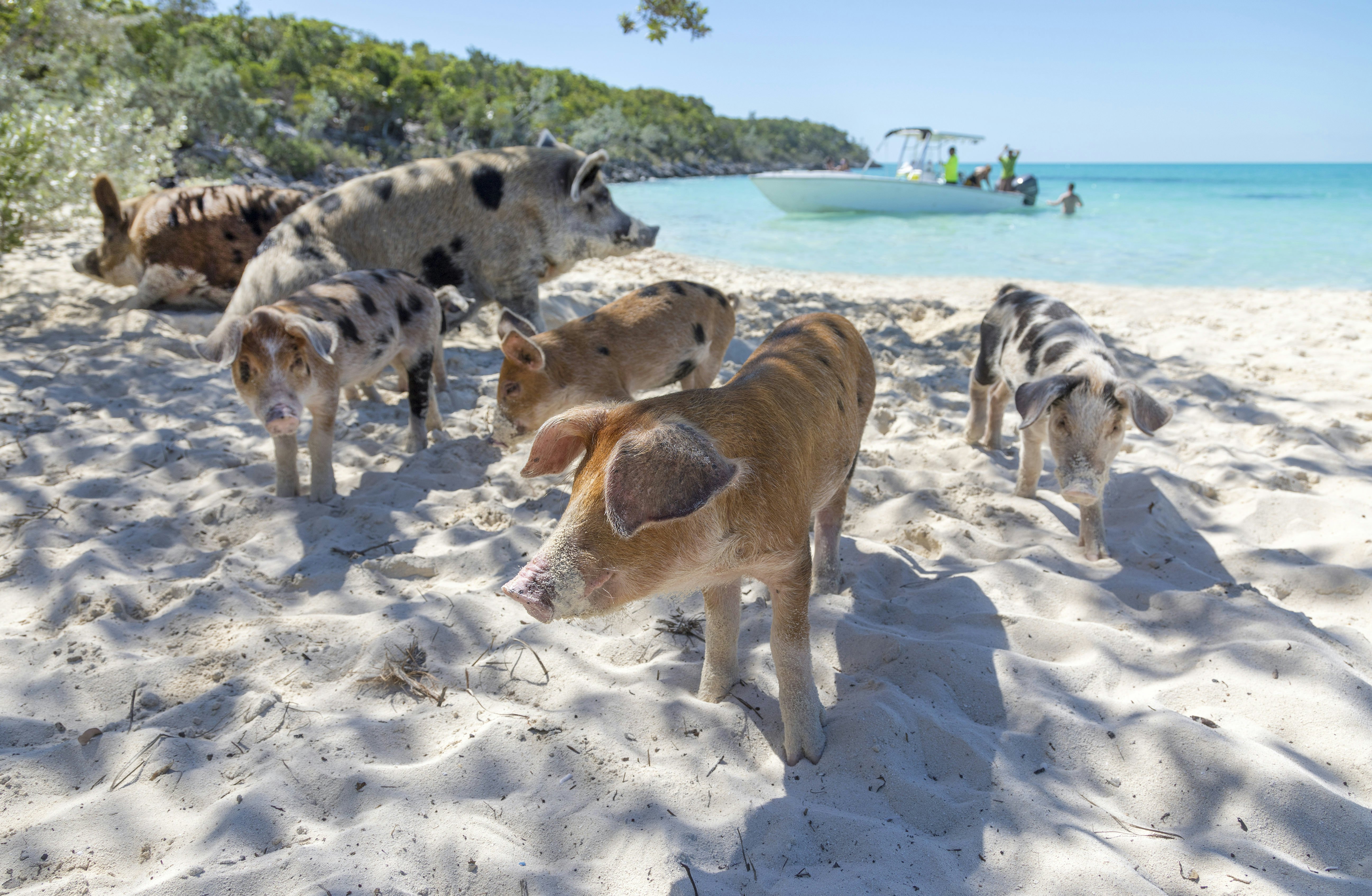 A group of swimming pigs approaching a boat in the crystal-clear waters of the Exuma Cays.