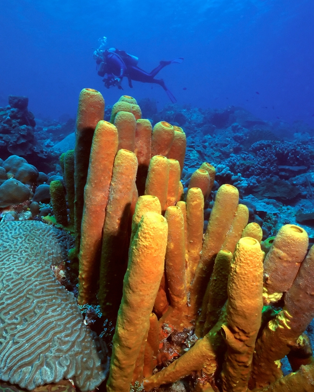 A scuba diver explores a colorful coral reef with tropical fish in clear blue water