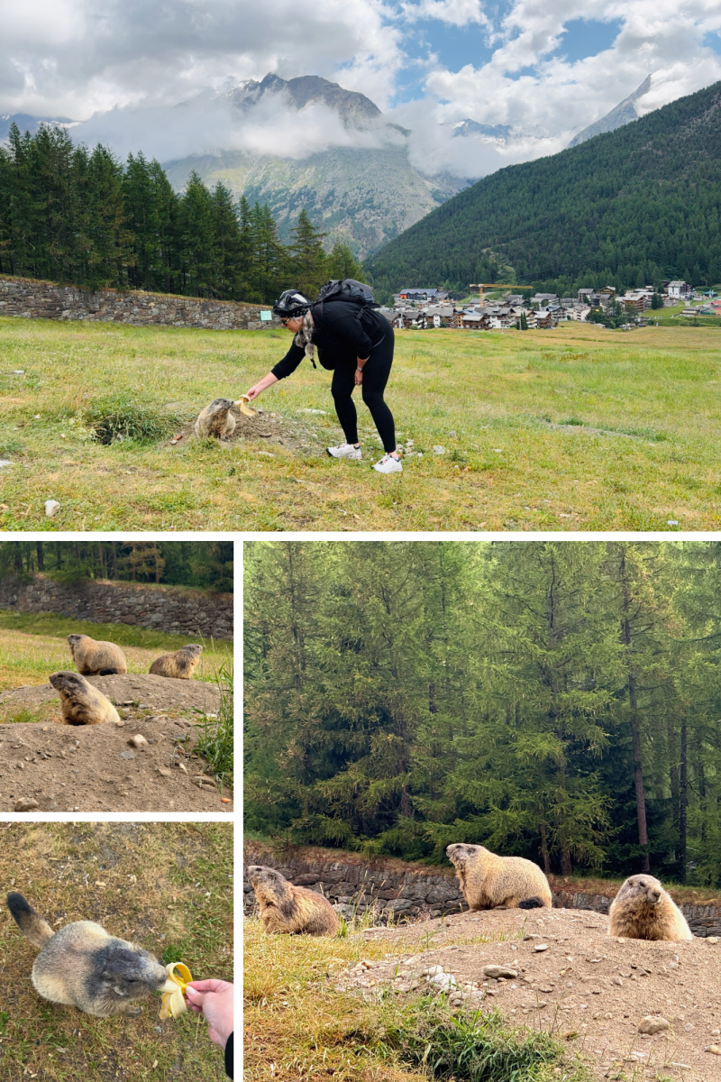 A person hand-feeding a wild marmot on a rocky alpine slope.