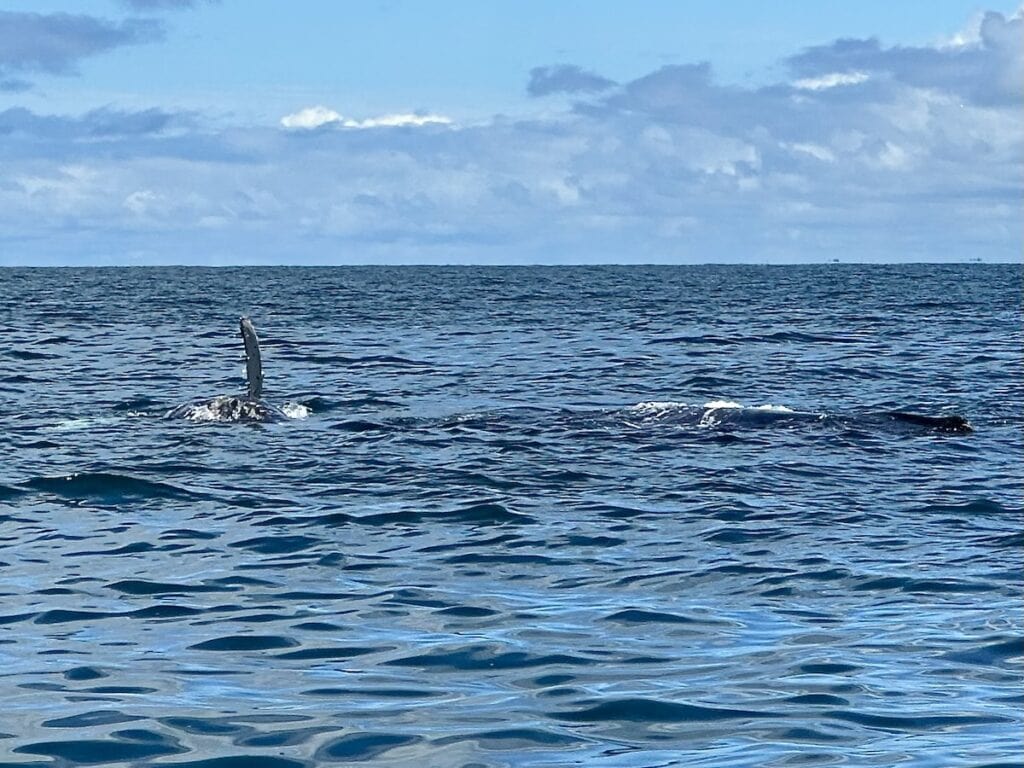A humpback whale breaching in the blue waters of the Gulf of Chiriqui.
