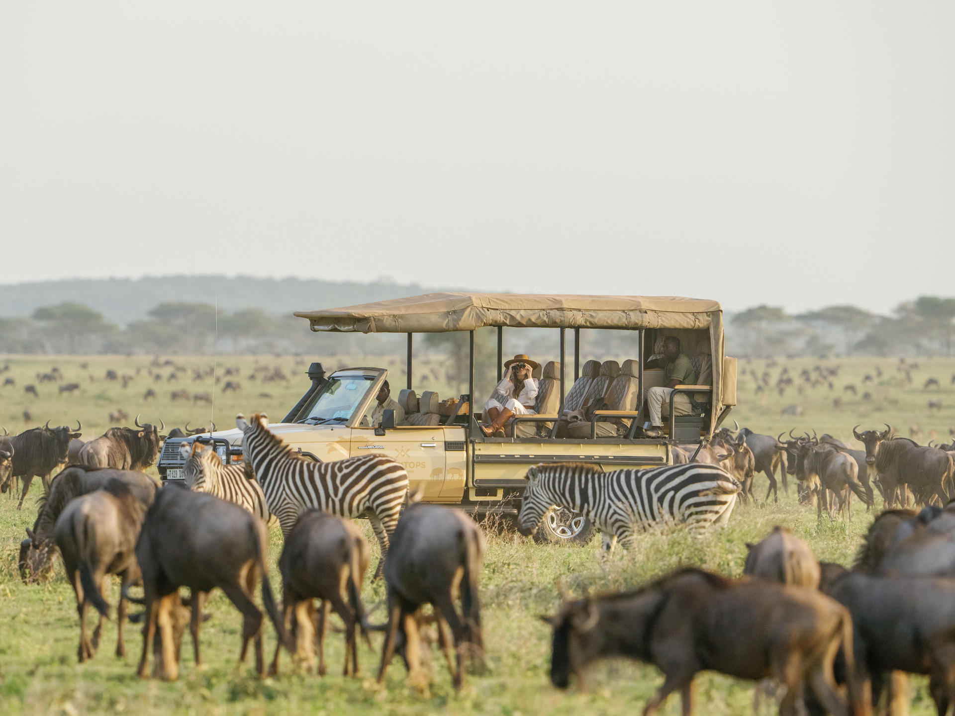 A safari vehicle tracking animals through the tall grass during the migration.