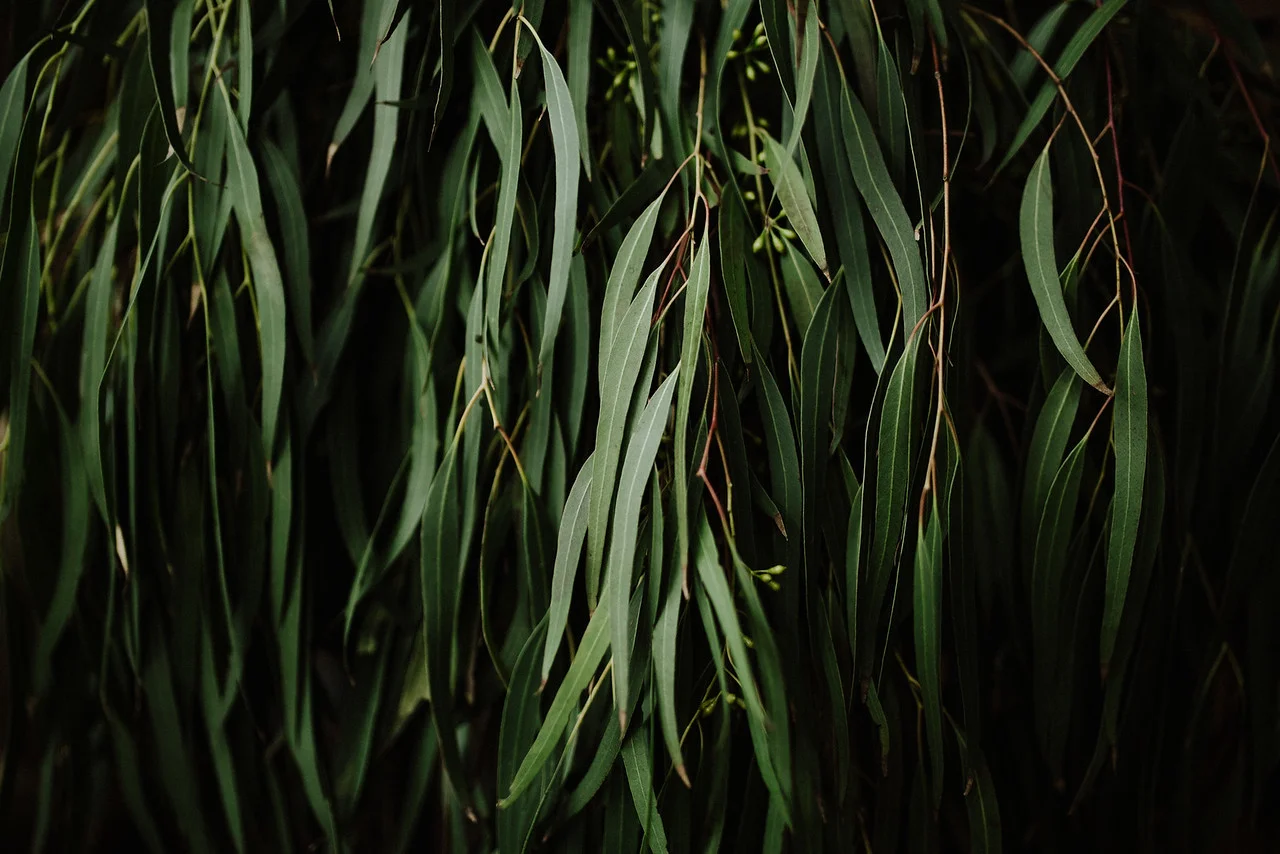 An overhead view of vibrant indoor plants and botanical displays inside the shop.