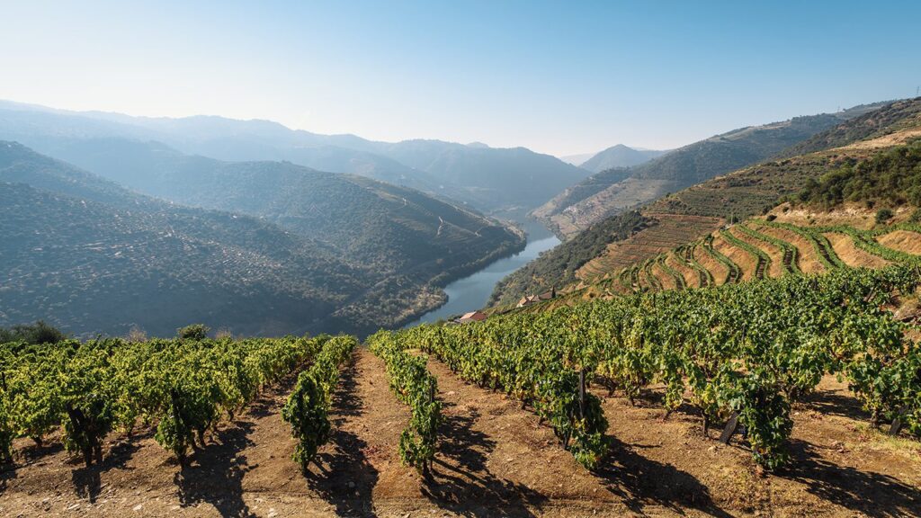 Lush green and gold terraced vineyards overlooking a river in the Douro Valley.