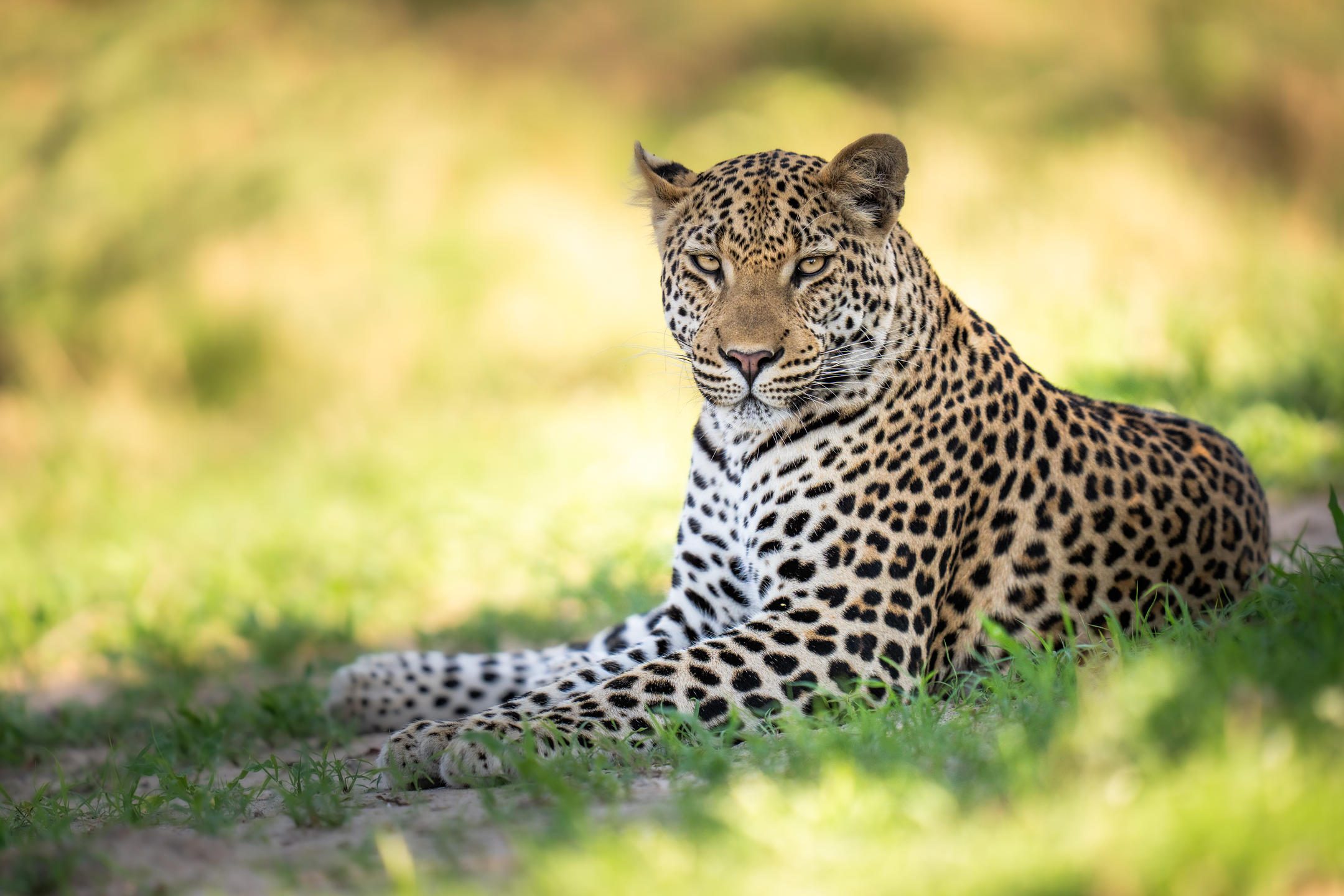 A leopard draped over a thick tree branch in the Botswana wilderness.