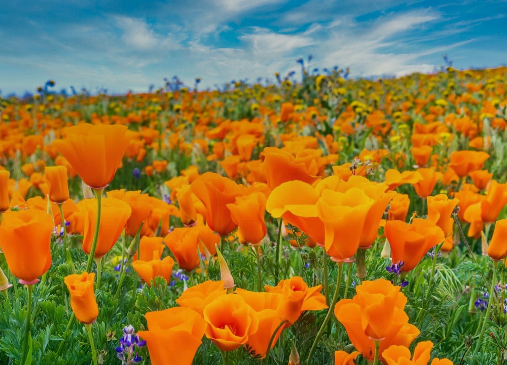 Dense fields of orange poppies blooming across rolling green hills under a bright sky.