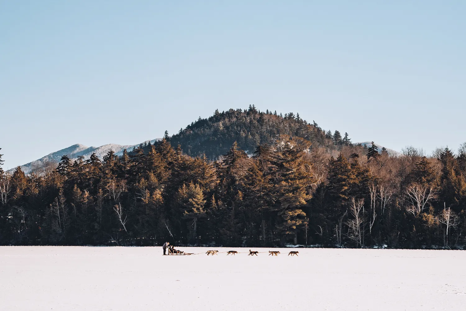 A person mushing a dog sled team across a snowy field in Lake Placid.