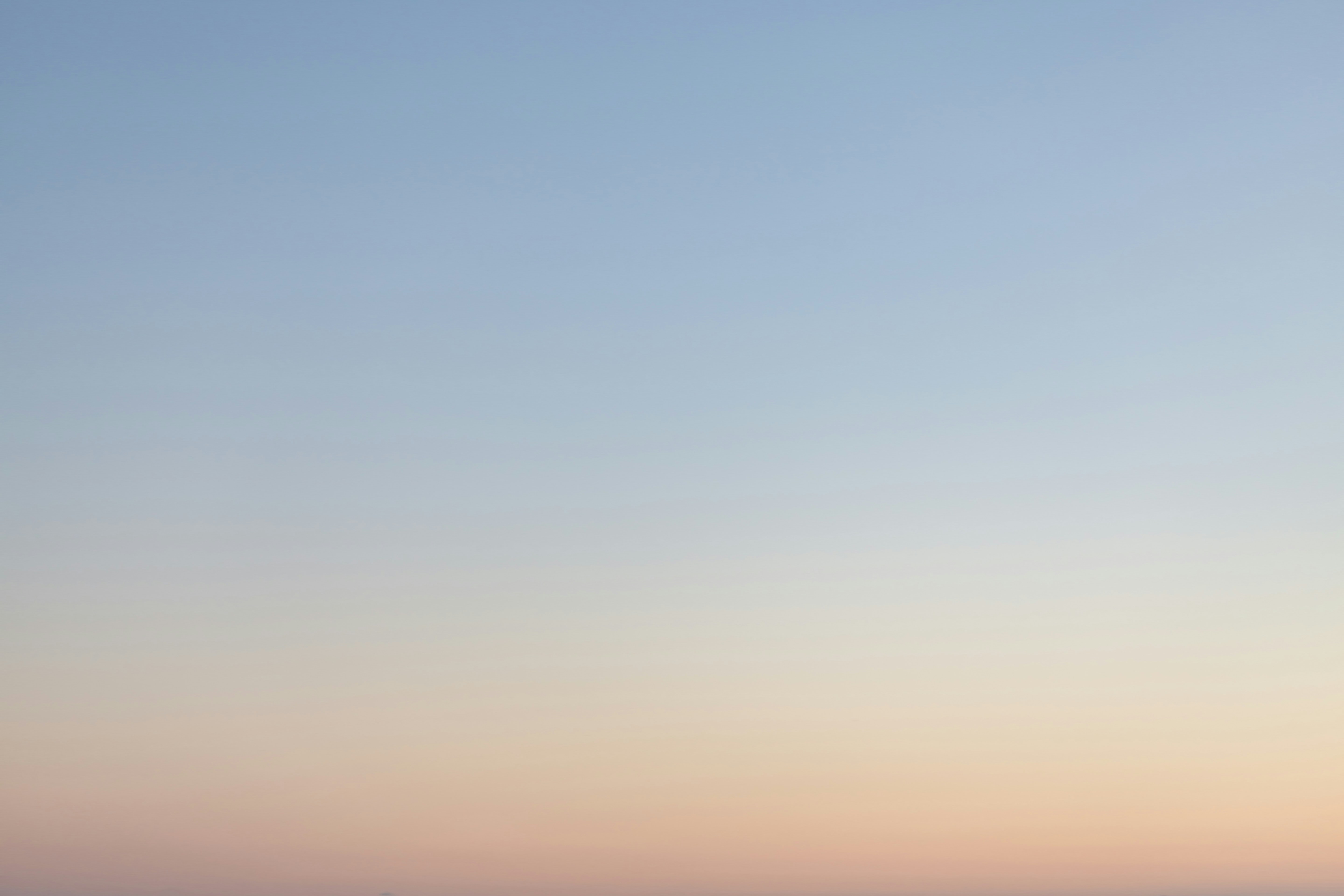 Pink cherry blossom trees in full bloom in a New York City park.