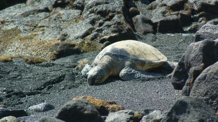 A large green sea turtle resting on a black sand beach in Hawaii.