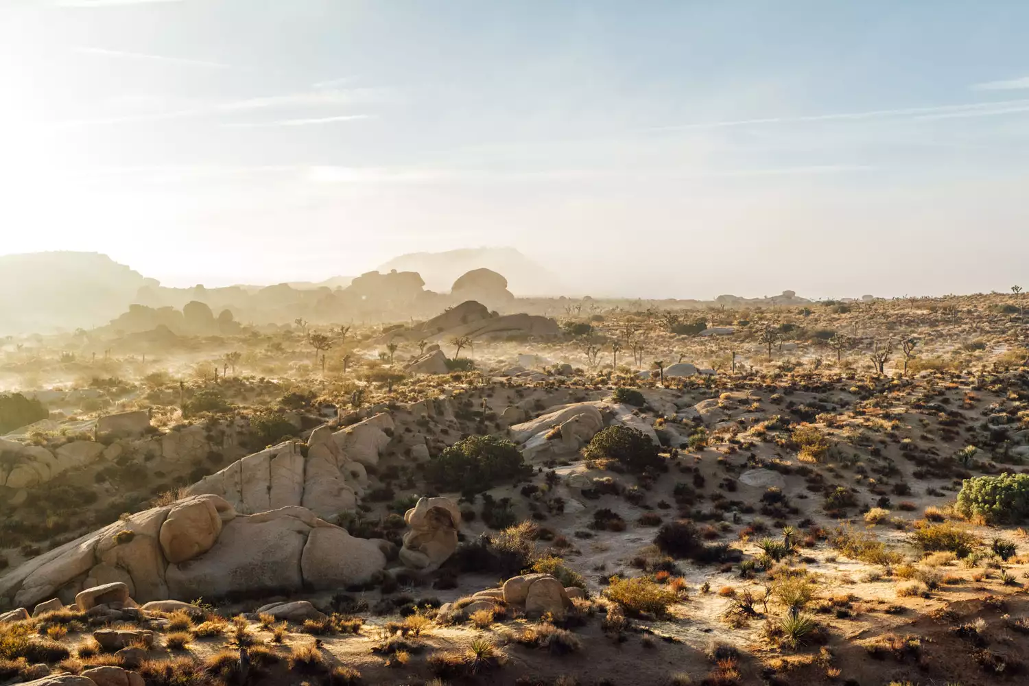 Silhouetted Joshua trees and desert vegetation against a purple and orange sunset sky.
