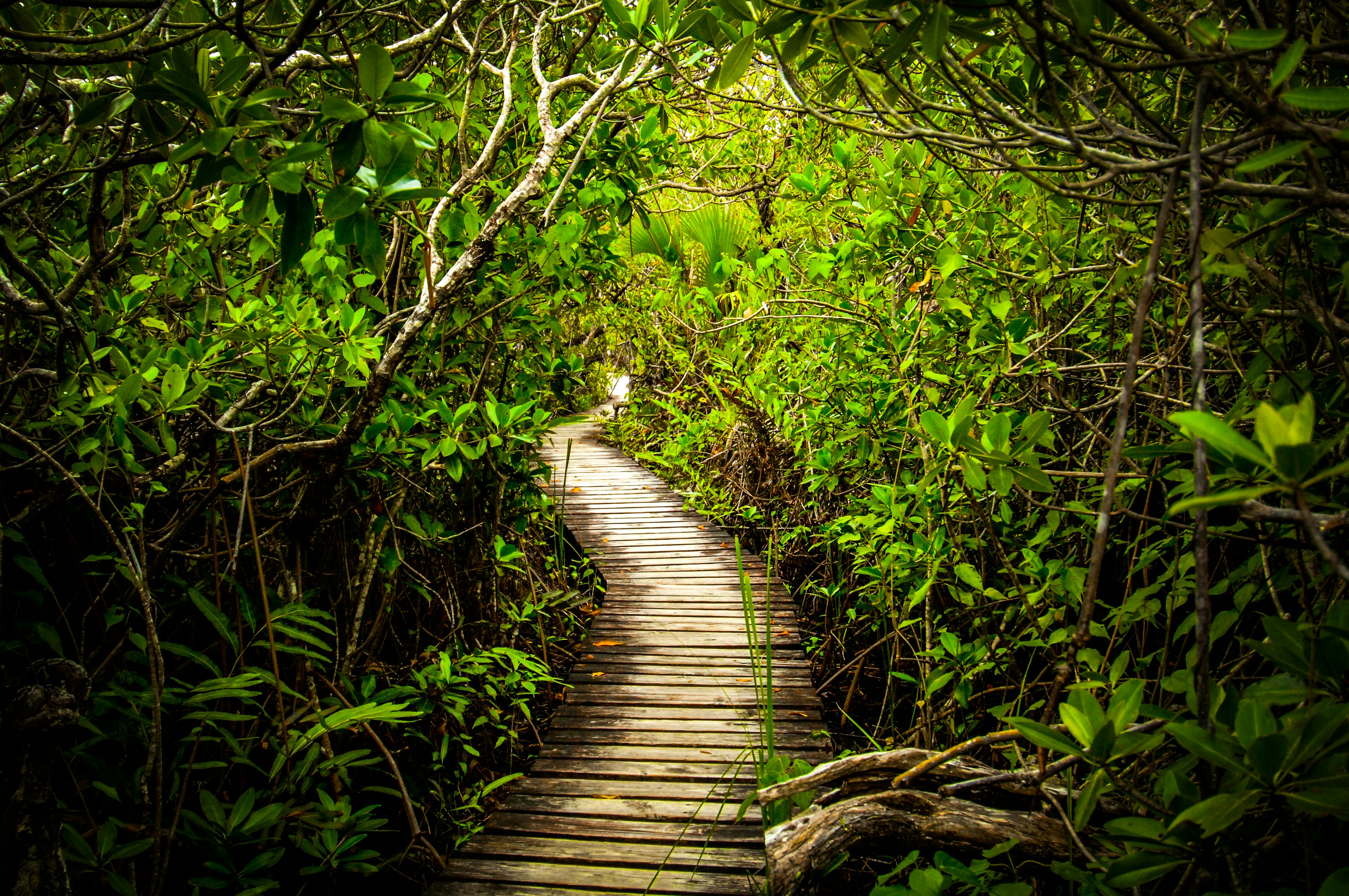A wooden boardwalk path winding through a dense green mangrove forest in Lucayan National Park.