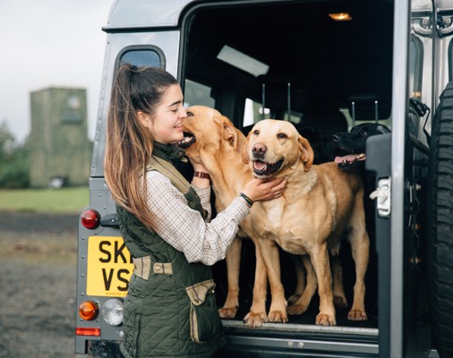A handler with Labrador retrievers in the back of a Land Rover Defender.