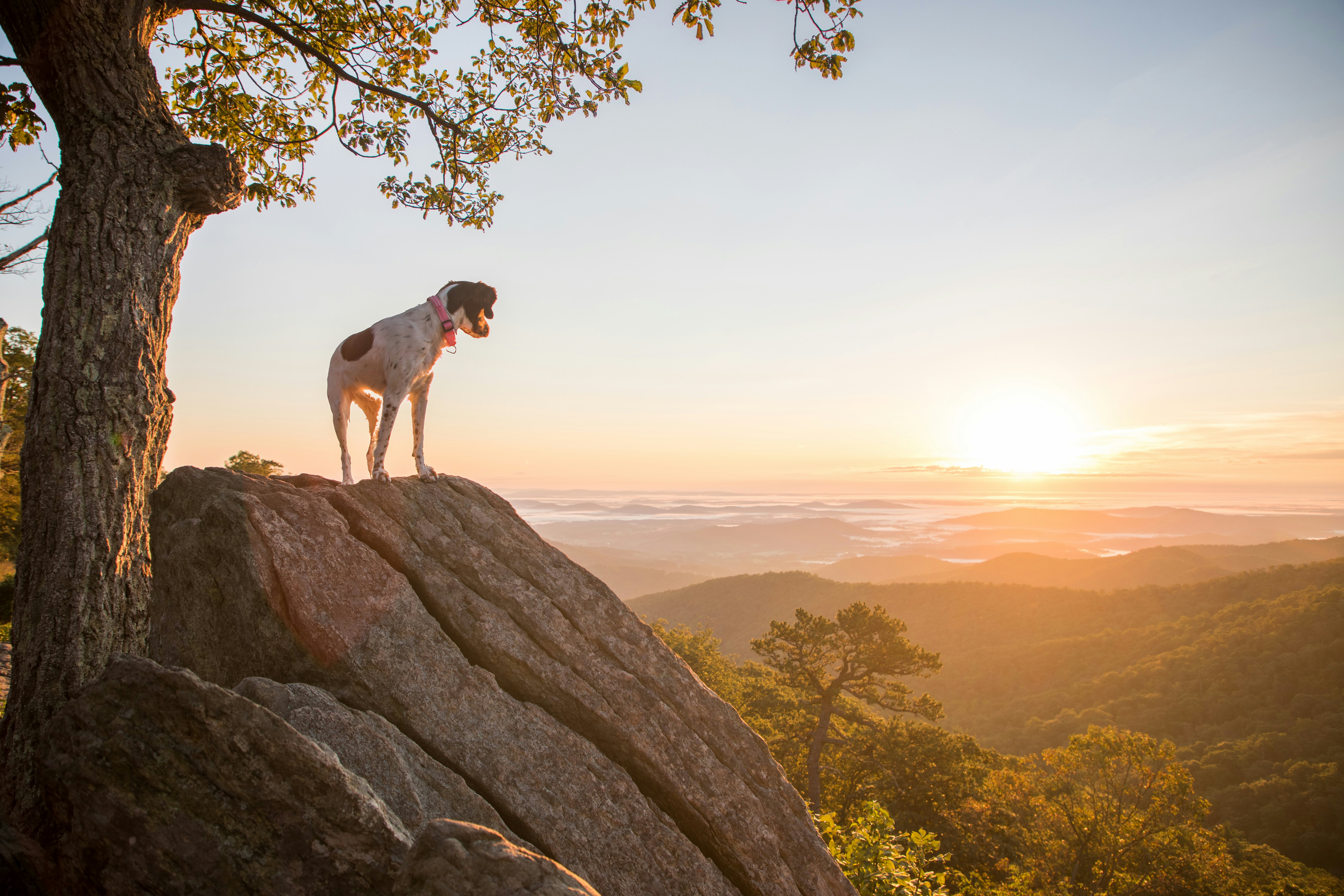 A leashed dog standing on a large rock overlooking a wide mountain valley.