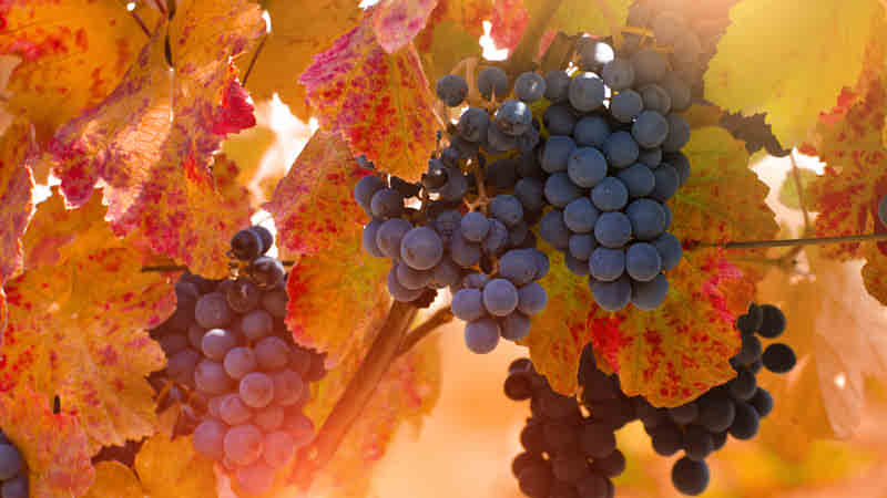 A close-up of dark grapes being harvested in a Portuguese vineyard.