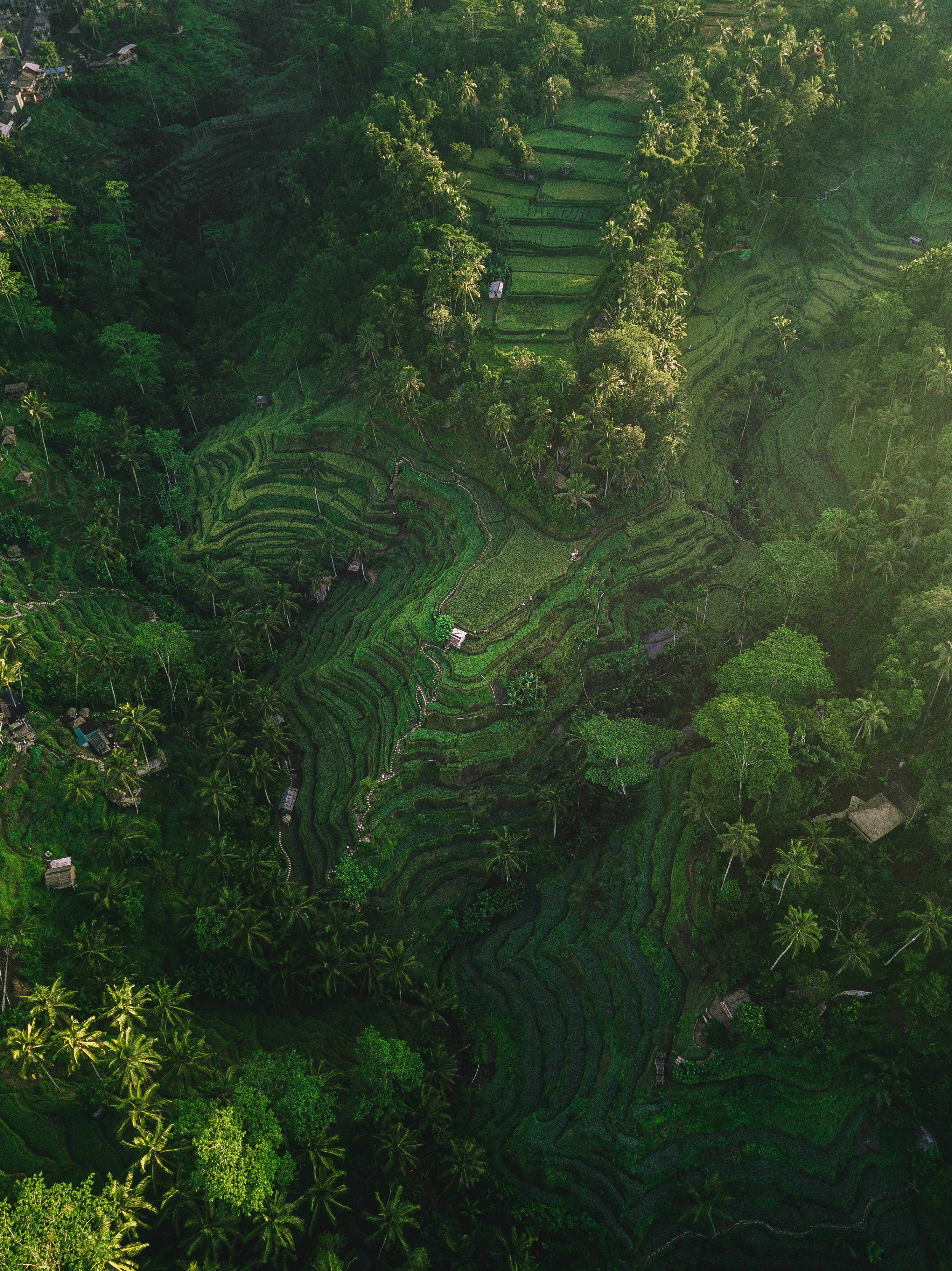 A person paddling a canoe through a dense and vibrant green mangrove forest in Bali.