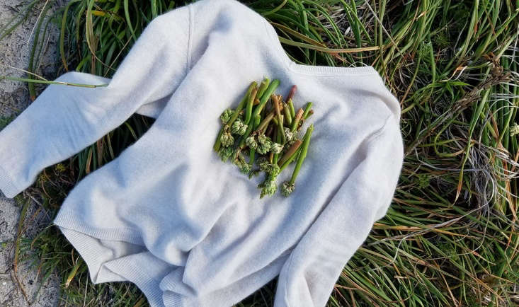 Small green veldkool buds growing naturally in white beach sand dunes.