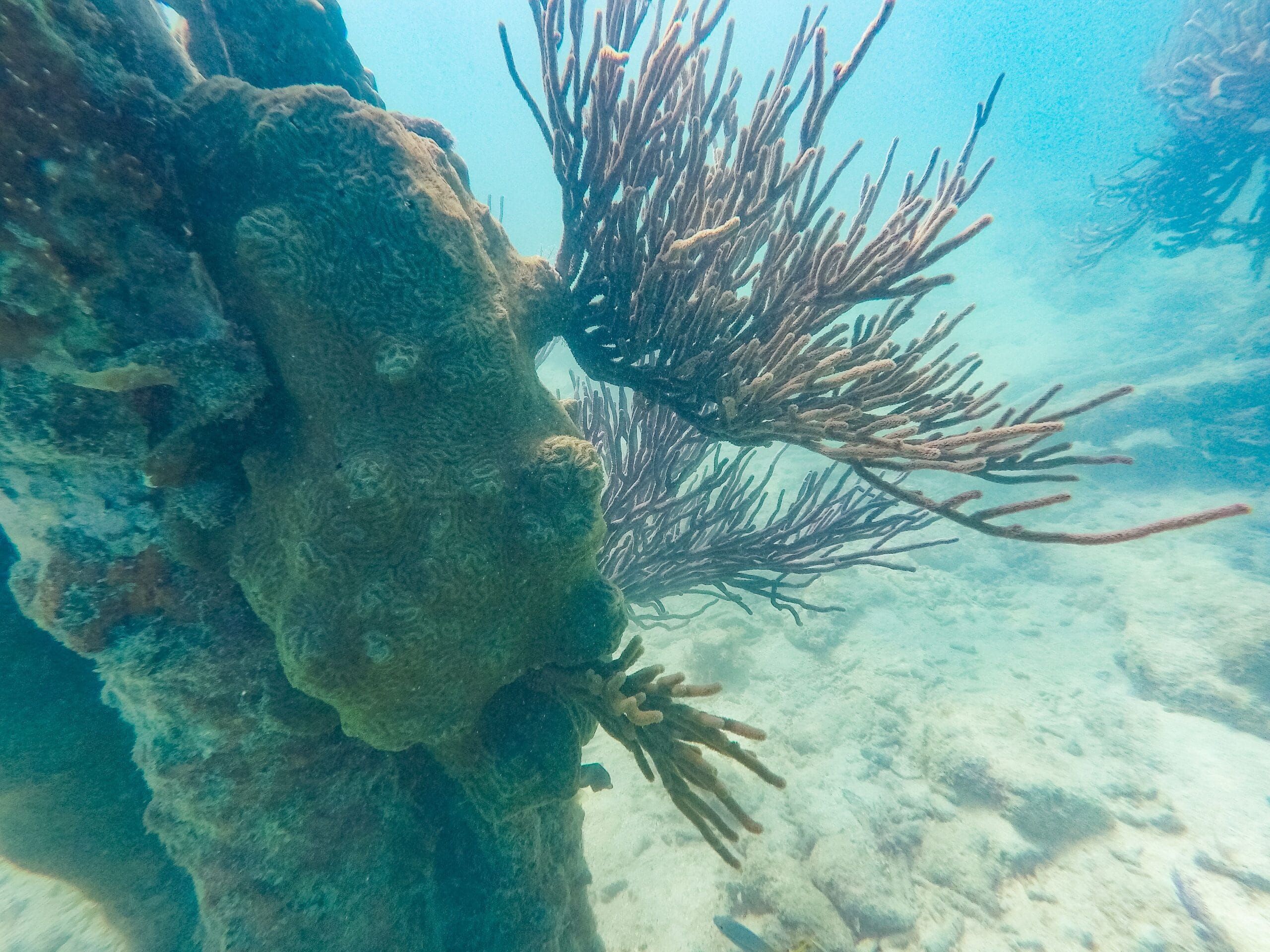 An underwater view of school of fish and coral growth around the submerged metal pilings of the South Coaling Dock Ruins.