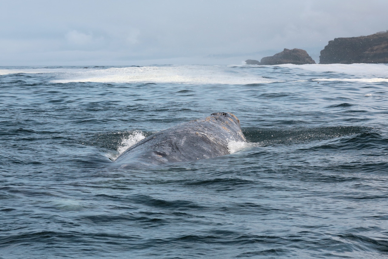 A group of tourists on a tour boat observing a whale surfacing in the waters off Depoe Bay.
