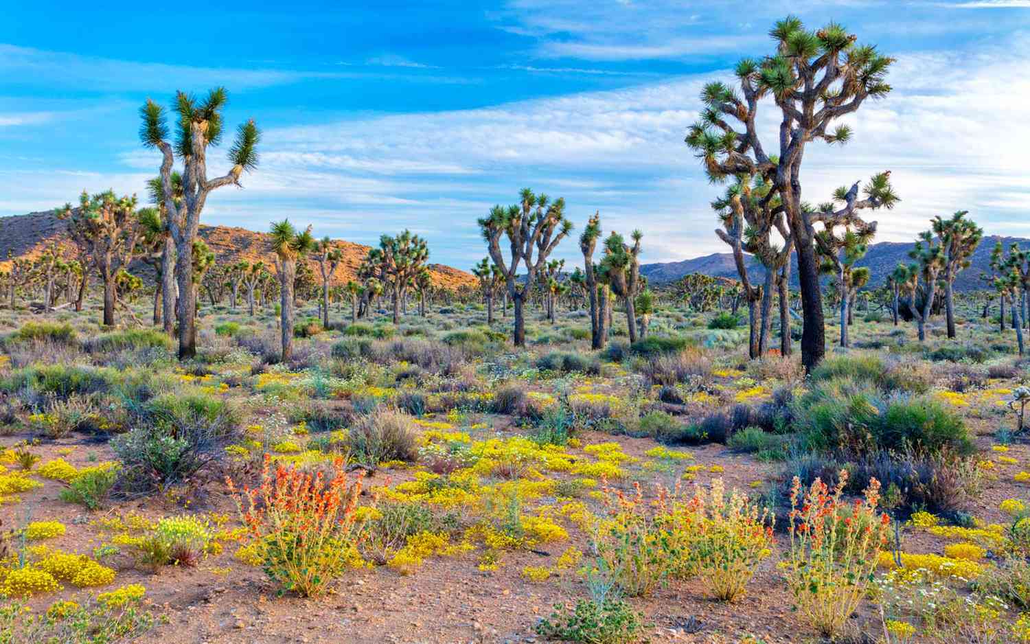 11 Best Spring Road Trips in the US: Chase the Ultimate Wildflower Superblooms