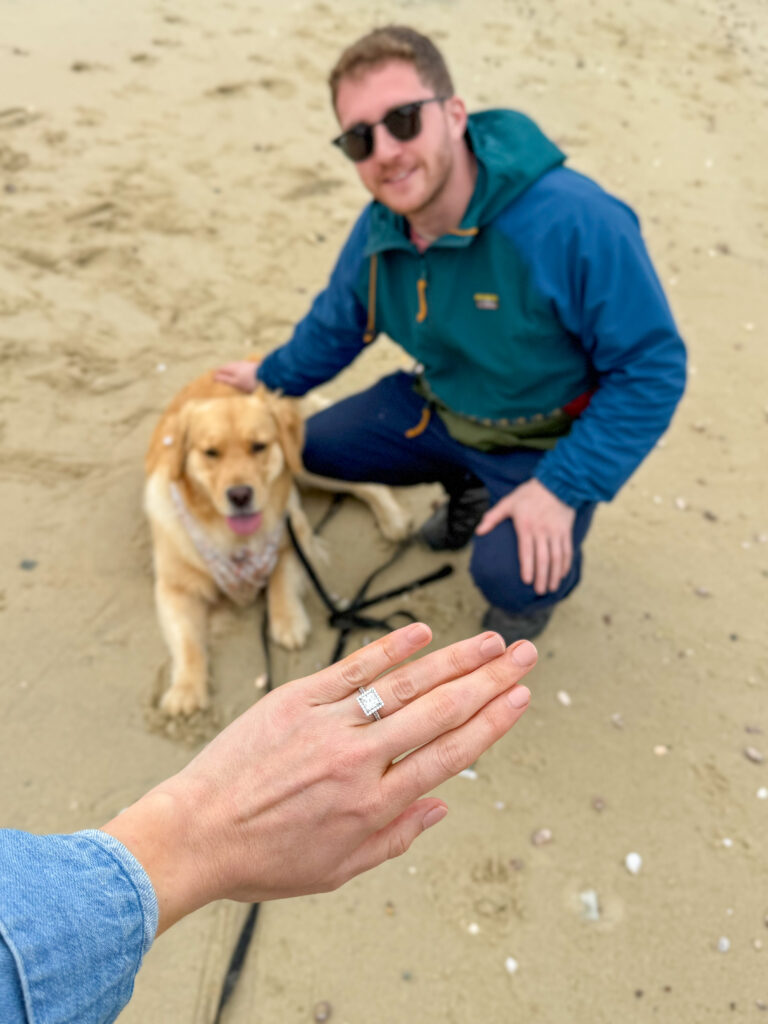 A massive white sperm whale skeleton suspended from the ceiling of a museum.