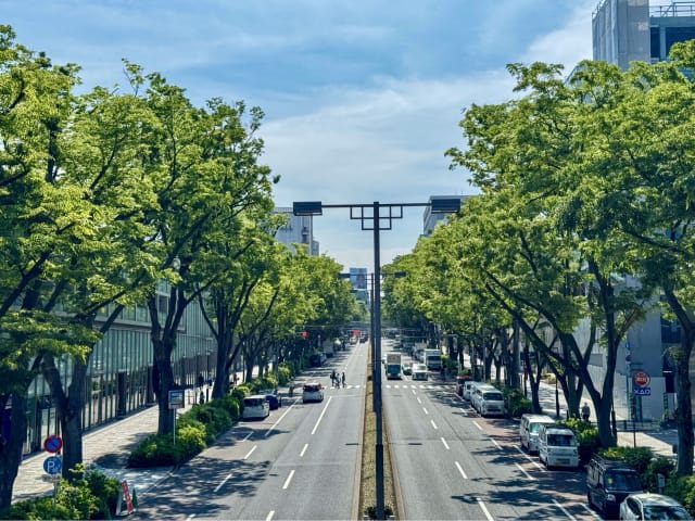 Zelkova tree-lined street with upscale storefronts in Omotesando.