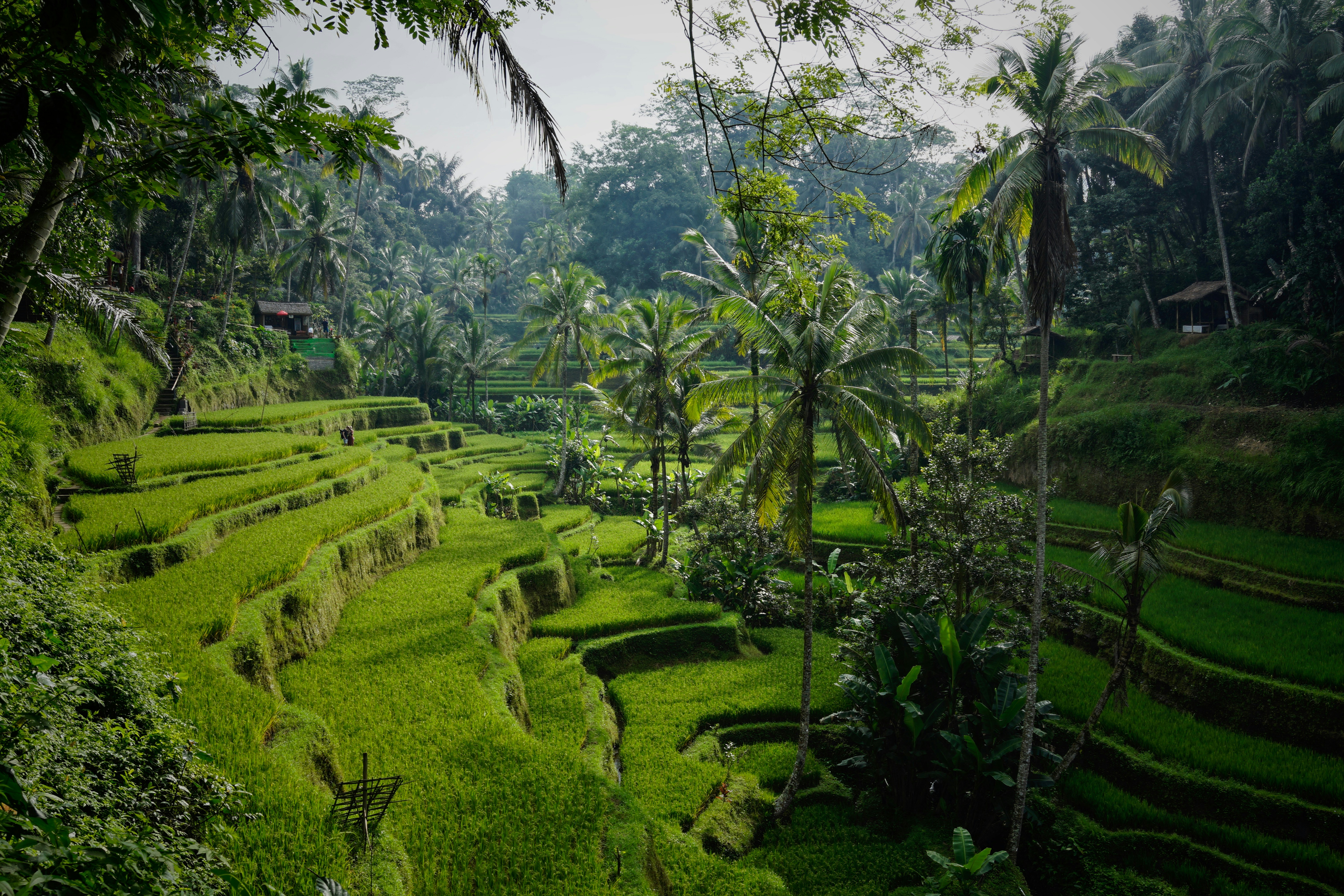 An ancient Balinese Hindu temple carved into stone and surrounded by tropical jungle growth.