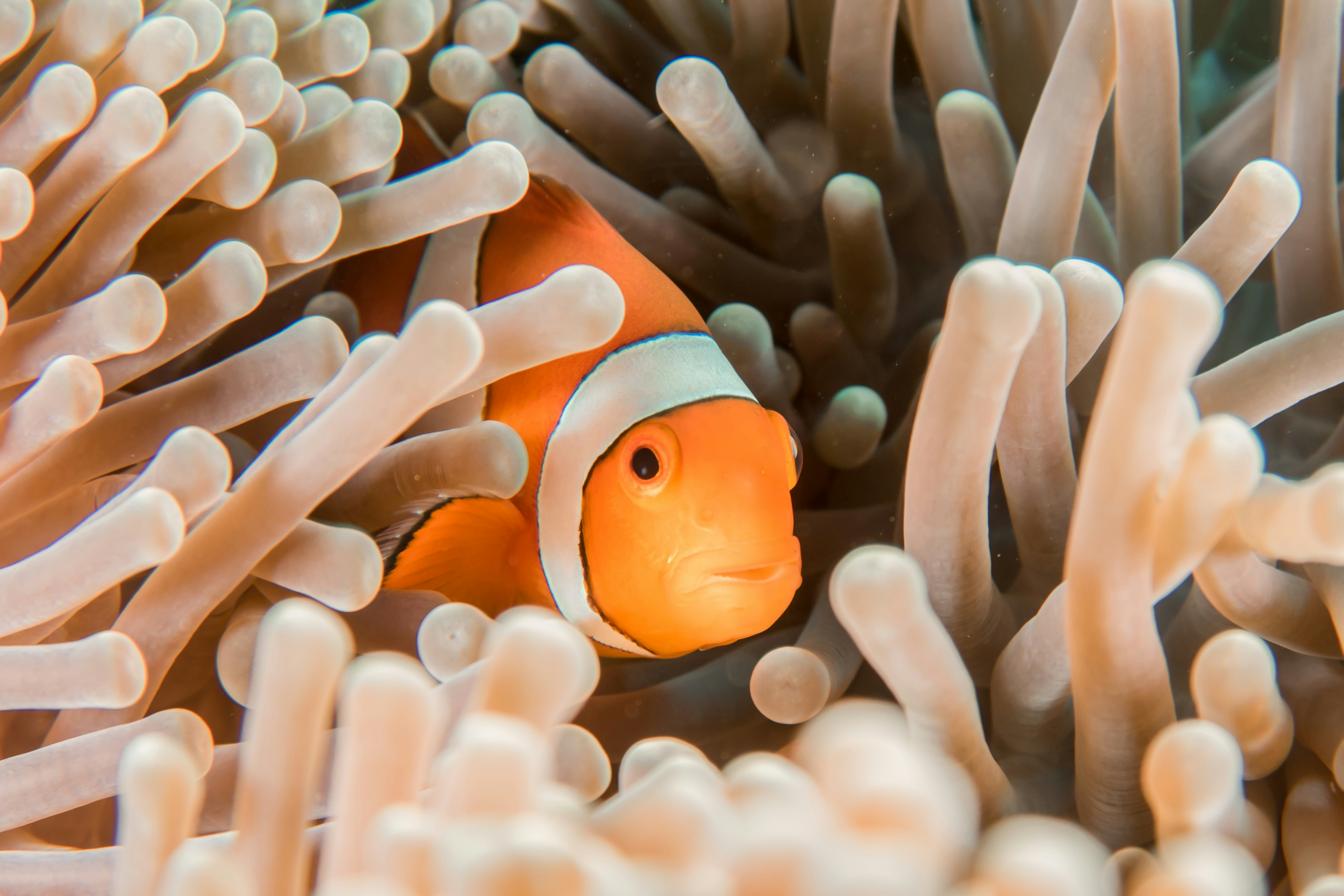 A snorkeler swimming over a shallow barrier reef with tropical fish
