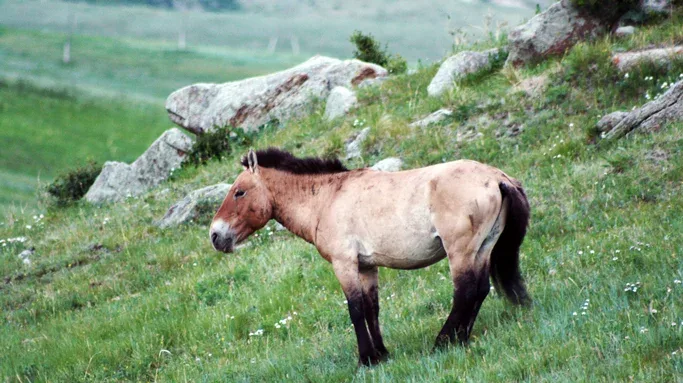 A wild Takhi horse grazing in the hilly landscape of Hustai National Park.