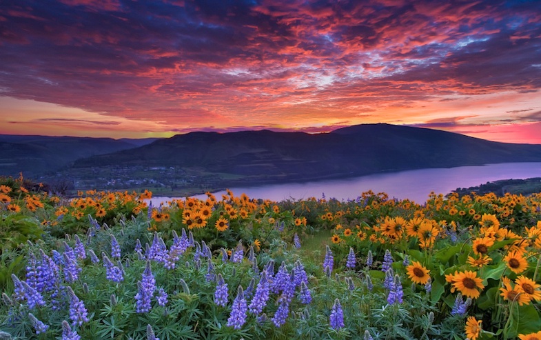 Bright yellow wildflowers in the foreground overlooking the wide Columbia River and surrounding cliffs.