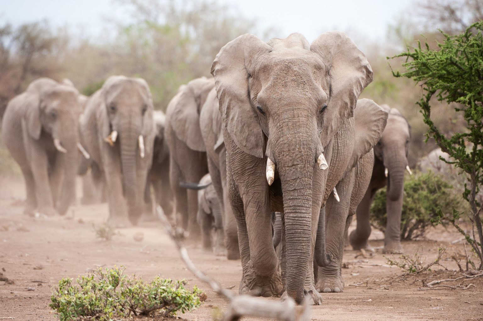 A large herd of African elephants gathered at a waterhole in Mashatu.