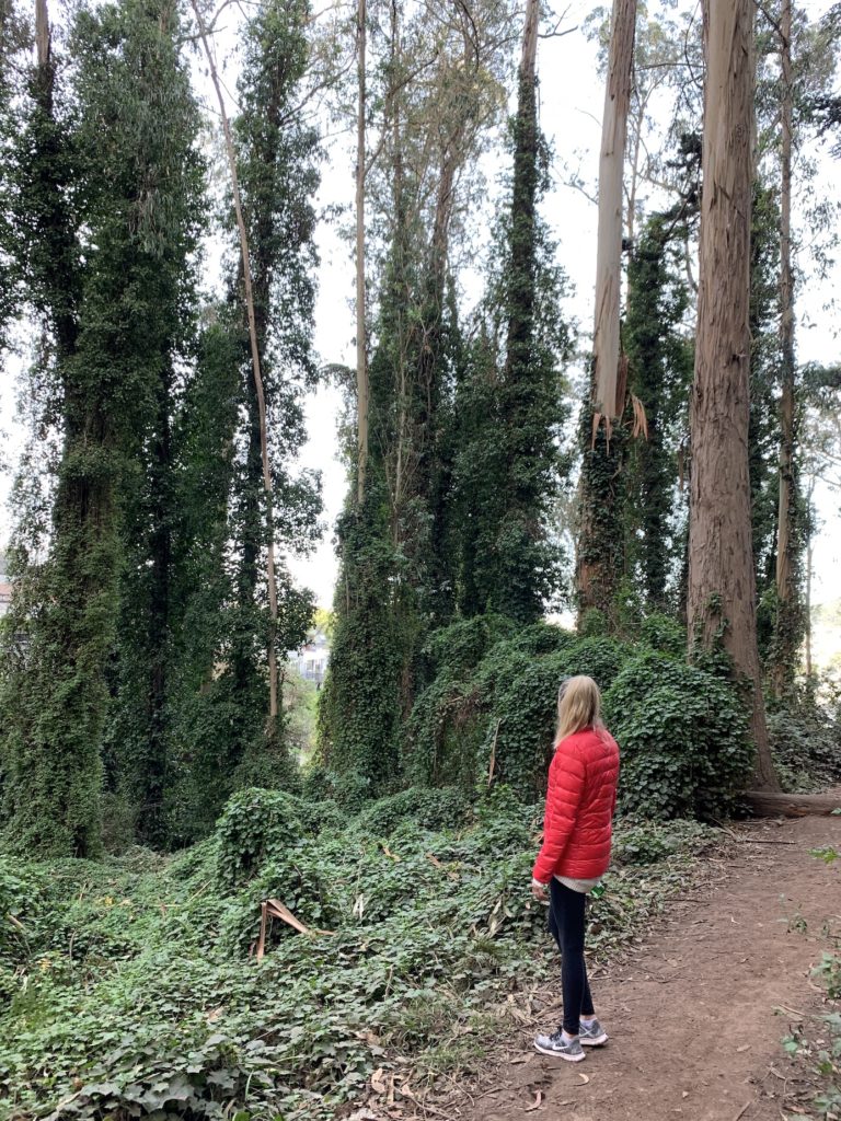 A hiker walking through a dense, foggy forest of tall eucalyptus trees.
