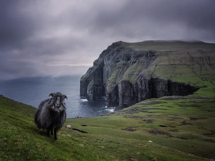 A Faroese sheep standing on a rocky, wind-swept cliff overlooking the sea.