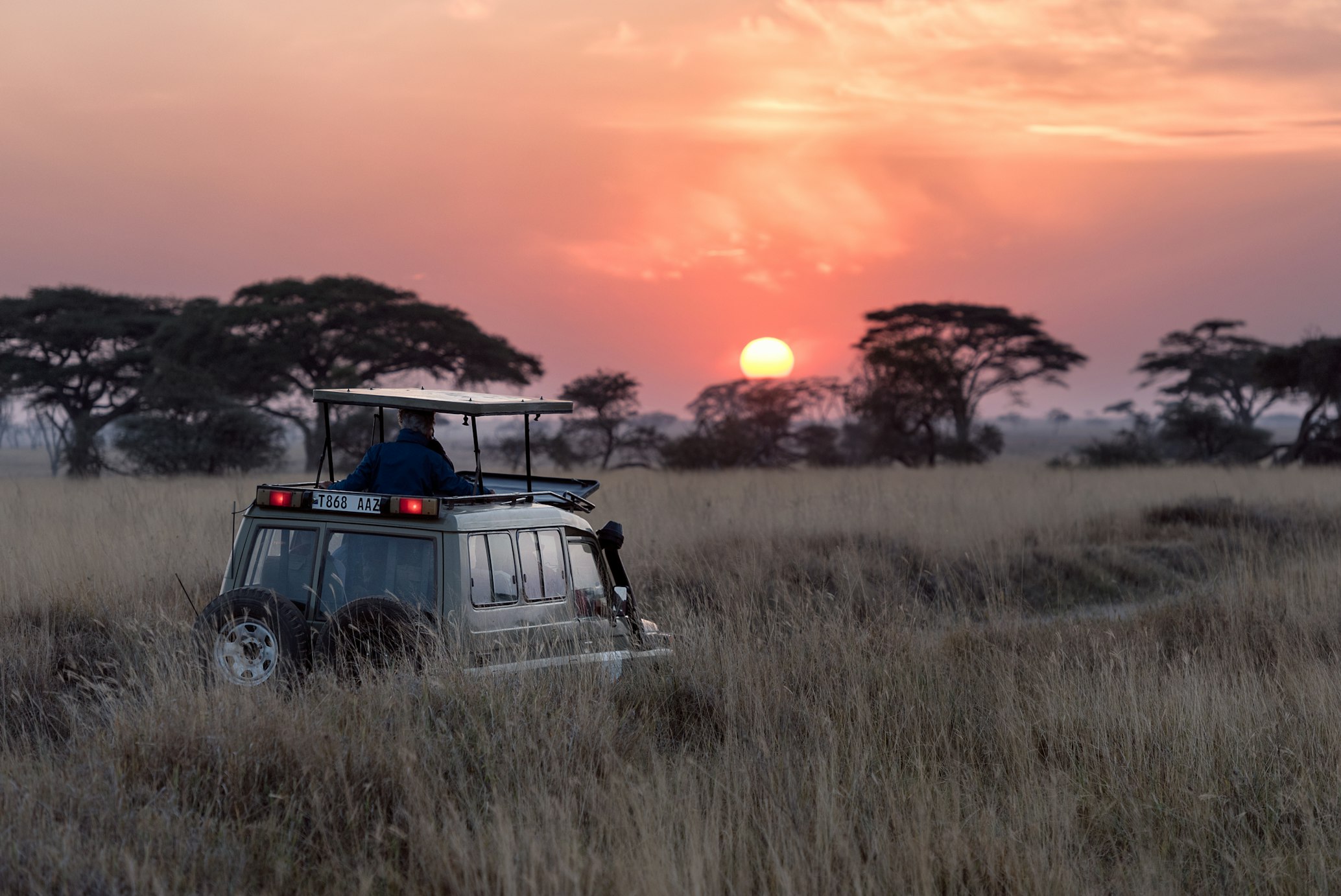 Two lions walking through the tall grass of the African savanna.