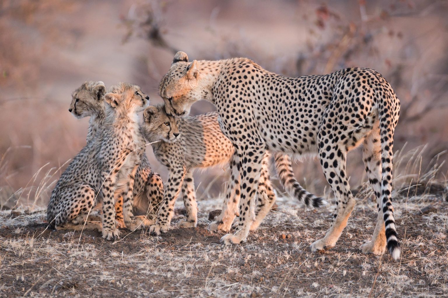A mother cheetah with her two young cubs in the tall grass.