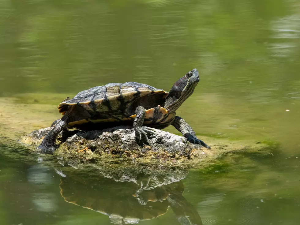 A close-up shot of a native turtle found in the Texas Panhandle region.